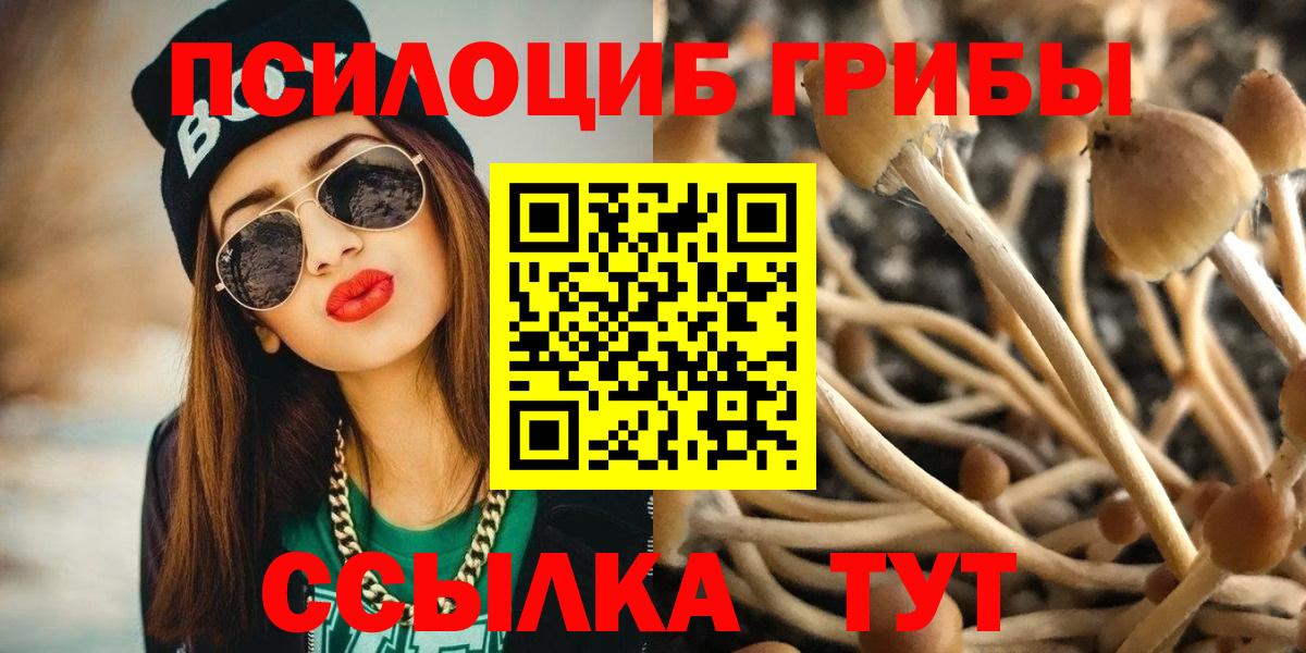Псилоцибиновые грибы Psilocybine cubensis Мурманск